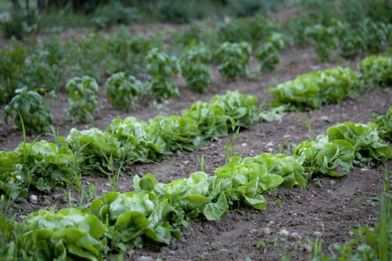 קסטיליונה דלה סטיביירה Agriturismo Corte Gaia מראה חיצוני תמונה