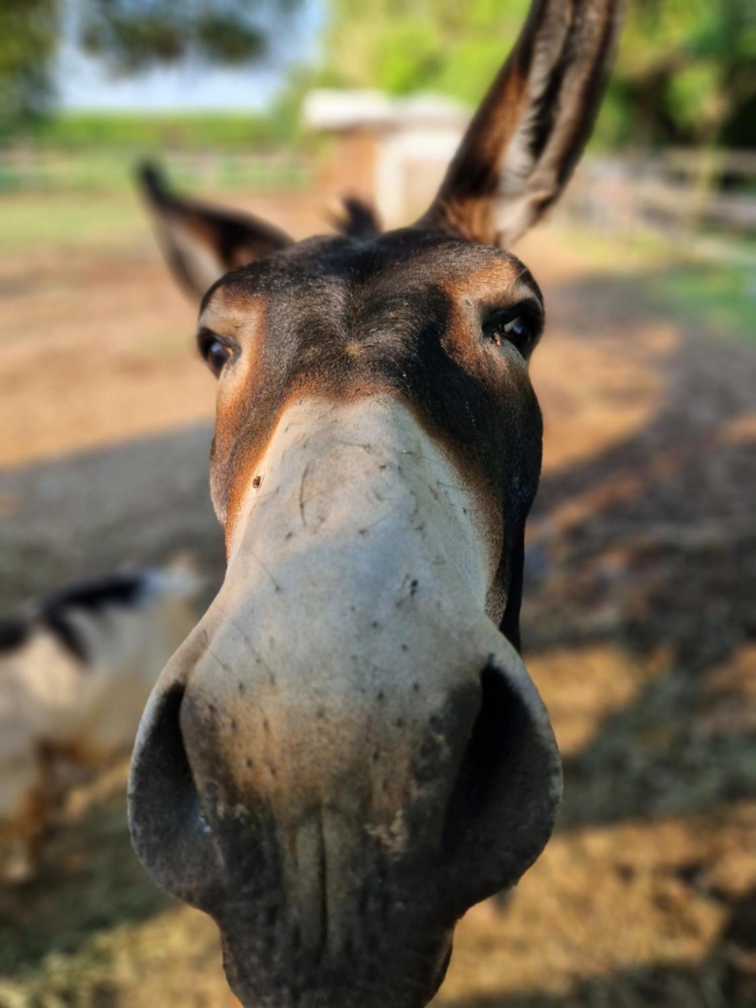 קסטיליונה דלה סטיביירה Agriturismo Corte Gaia מראה חיצוני תמונה