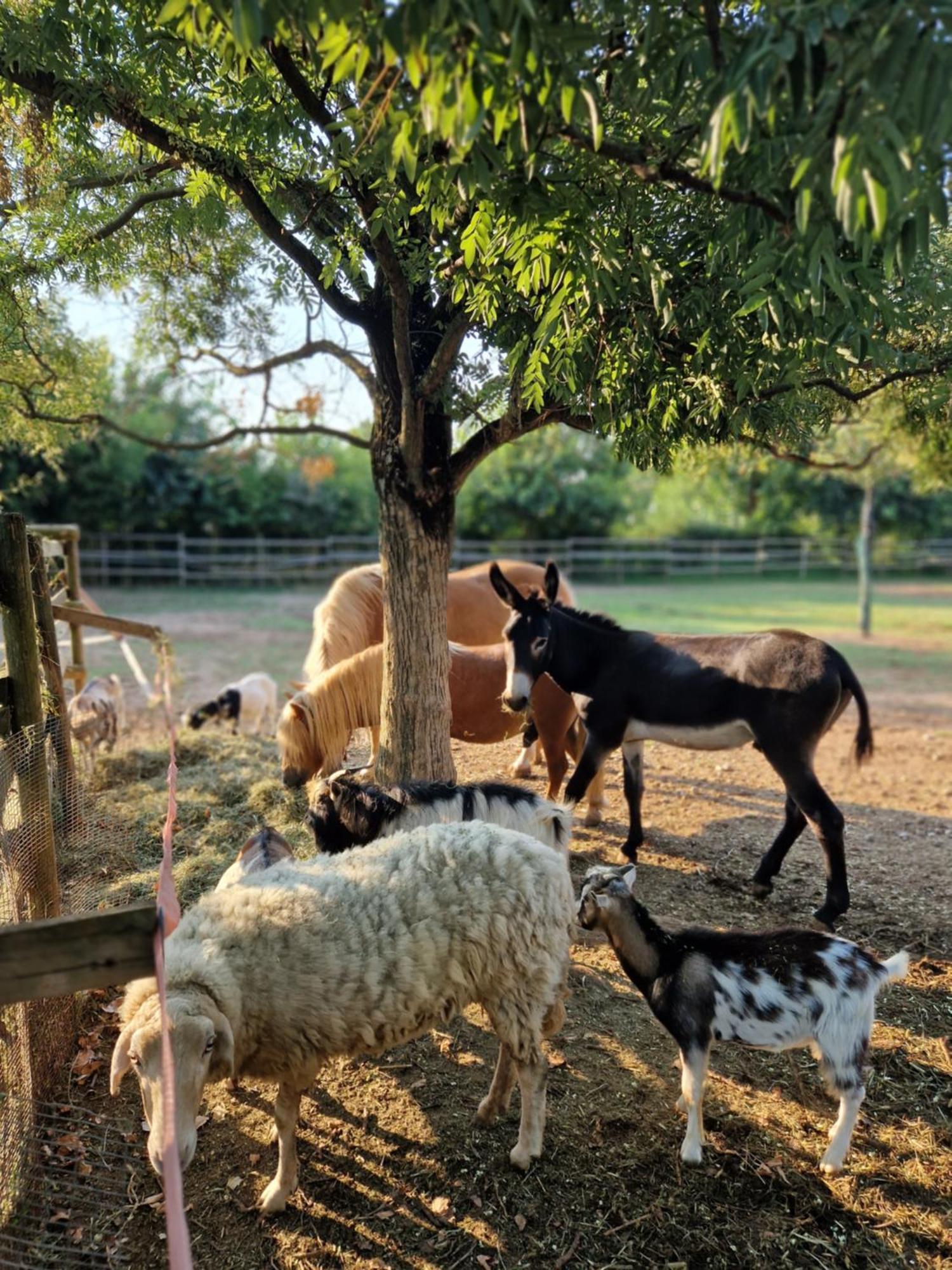 קסטיליונה דלה סטיביירה Agriturismo Corte Gaia מראה חיצוני תמונה